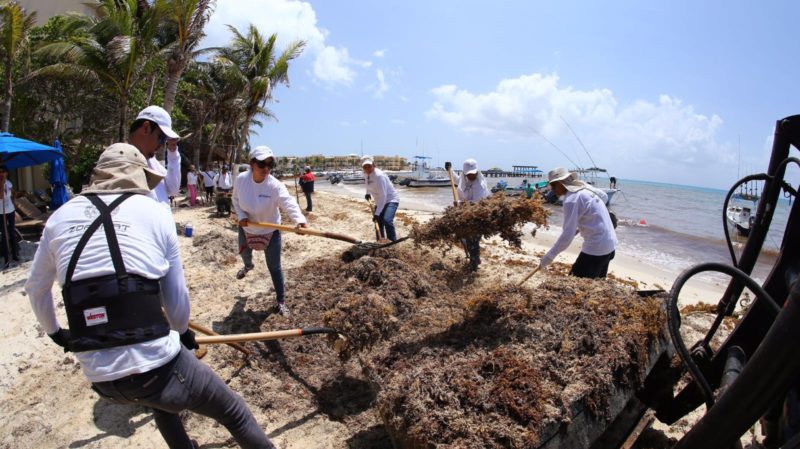 Presentan a hoteleros estrategia de contención del sargazo en Solidaridad