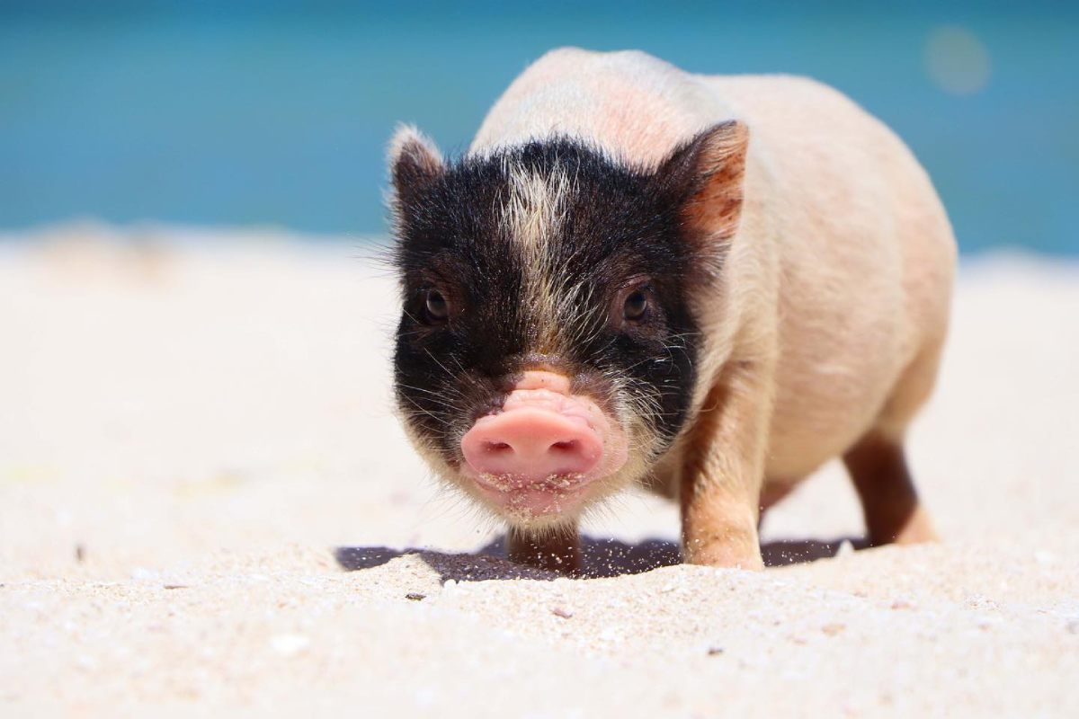 Pig Beach de México; aquí puedes nadar con cerditos