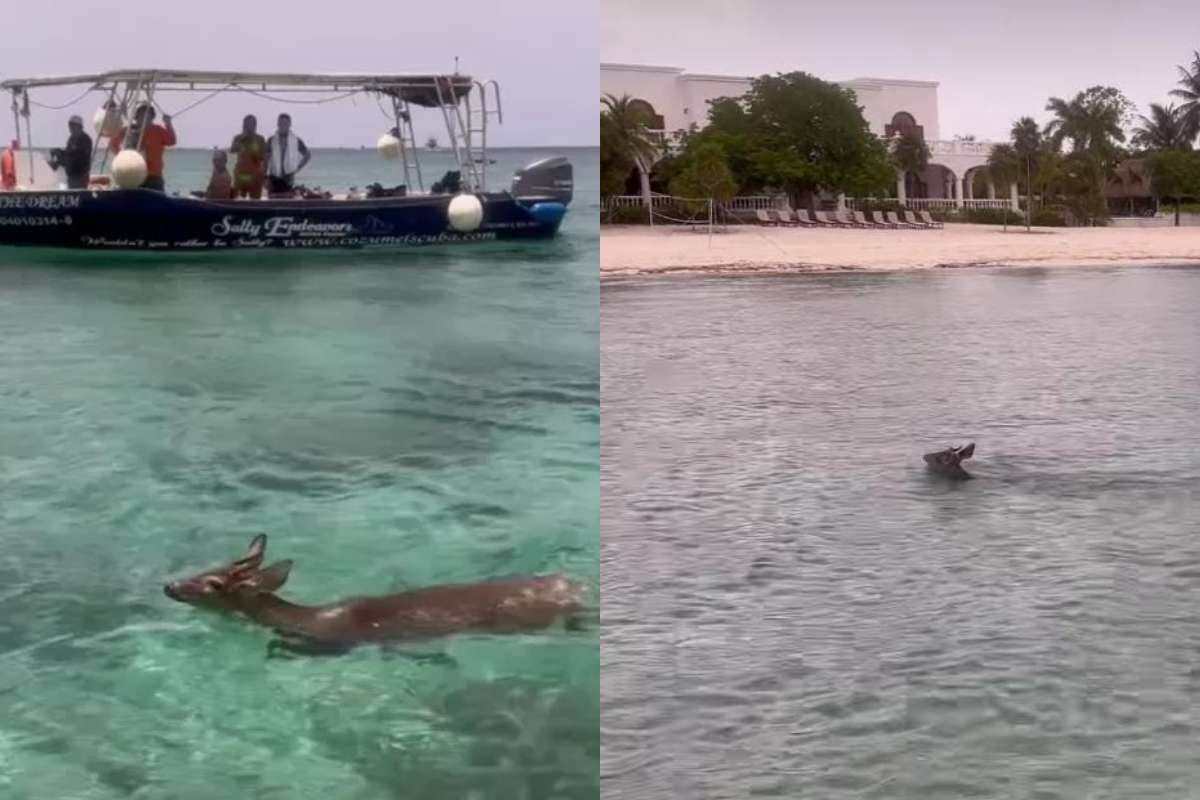 VIDEO: Venado nada en el mar de Cozumel y sorprende a los turistas
