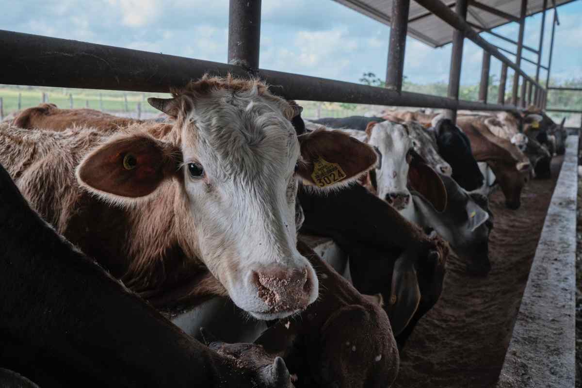 Ganaderos de Quintana Roo regresan a la exportación internacional ...