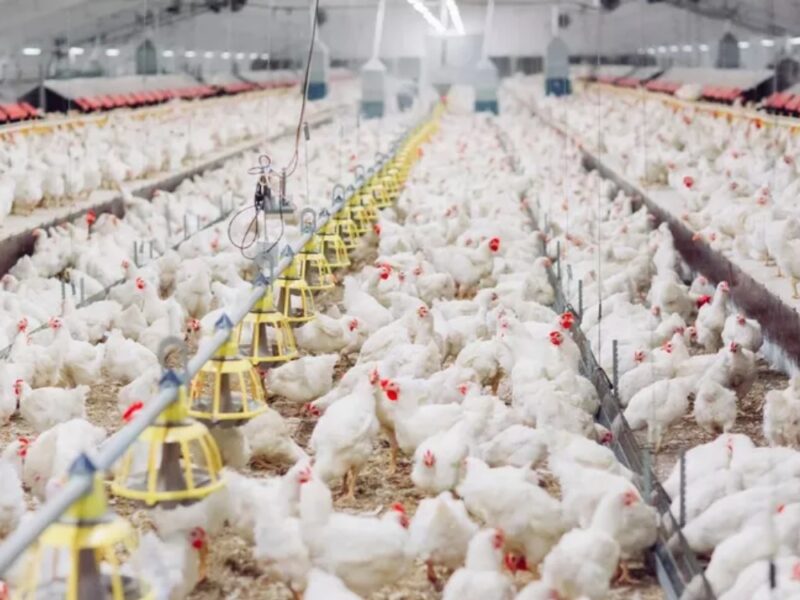 Gobierno garantiza abasto de pollo en México y descarta aumento de precios