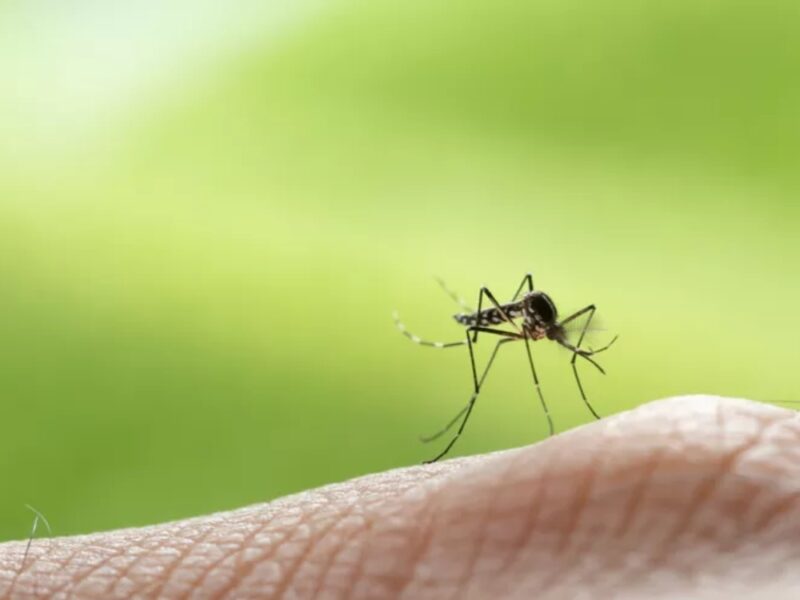 Dengue en Quintana Roo: reportan 28 nuevos casos en una semana